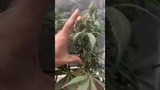 Learn how to grow organic cannabis in living soil￼￼ indoors at home!