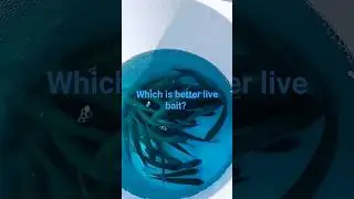 Which is better live bait minnows or worms?