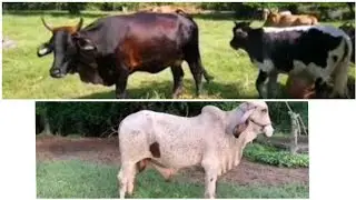 Ganado puro y ganado encastado - el salvador en el campo