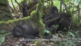 Equatorial Guinea's Monte Al&eacute;n National Park: Africa's Tropical Rainforest