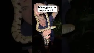 maneggiare un serpente VS prenderlo: #animali #serpente #rettile #massele #selvatico