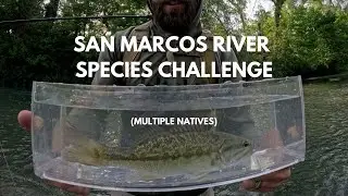 Multi Species Fly Fishing Challenge: San Marcos River