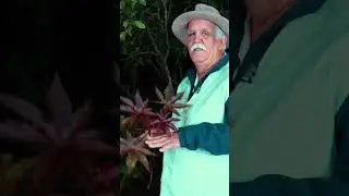 BENZIMENTO IND&Iacute;GENA &Eacute; FEITO COM PLANTAS DE FOLHAS VERMELHAS #shorts #paulodaservas #benzimento