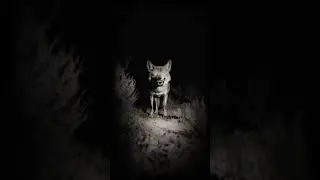 Skinwalkers in Mojave Desert | True Horror Story | #horrorstory #skinwalker #horrorstories #scary