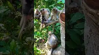 Lovely baby monkey With mom monkey so cute #shortvideo