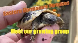 Meet our Hermann's Tortoise Group