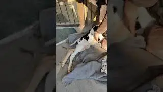 عجل حديث الولادة ومريض