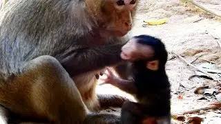 Ooh So Pity Titan Screaming! Tara Deny Milk, Baby Titan Angry Mother Tara!