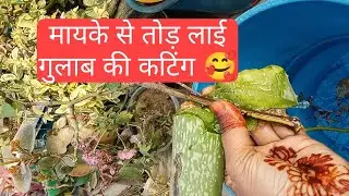 जल्दी लगा लो फूलों के राजा गुलाब को कटिंग से/Deshi 🌹 Rose by cutting 