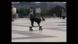 Dogs skateboarding down the steps at Paris Trocadero Part III