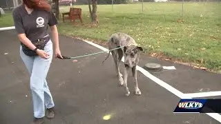 Animal Care Society debuting training classes in effort to reduce returned dogs