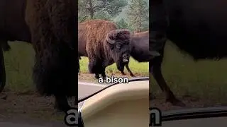 Difference Between Bison and Buffalo? 😳
