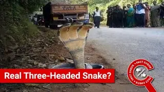 FACT CHECK: Viral Image Shows Real Three-Headed Snake?