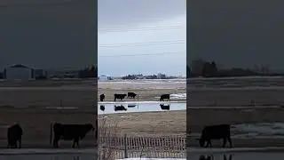 Reflections. This is how we roll. #albertafarm #calving #ranchlife