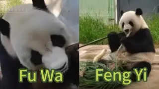 Panda Fu Wa & Feng Yi's Quarantine Diary 03 #panda #fuwa #fengyi #malaysia #pandalove #update