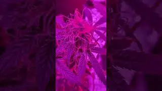 Erster Grow und kriege nichts gebacken 🤕😵&zwj;💫 cannabis grow versuch #art