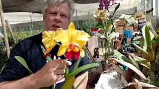 Como replantar Cattleyas parte 3
