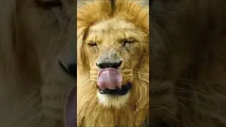 #lion #lionstatus #lionwhatsapp #lionattitude #lionstatus #lionking #king #blackpanther #shorts