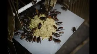Papa roach: Chinese farmer breeds bugs for the table