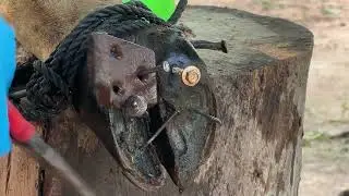 COW FOOT CUTTING - Cutting, trimming, cleaning and removing metal from cow's hooves ##nail#84