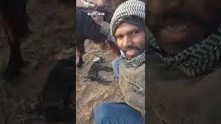 aaj saudi Arabia me ak bakari do bachcha diya dono khatam |#shorts #chandangoodenfo