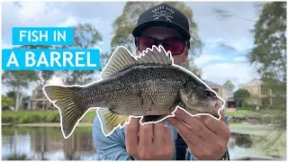 Tiny Pond Stocked With Australian Bass! Sydney Fishing