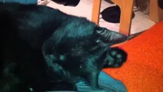 Rosco lavandose