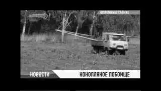 Уничтожение конопли. Мой город. 13.06.2012