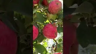 Redox Apple Harvest