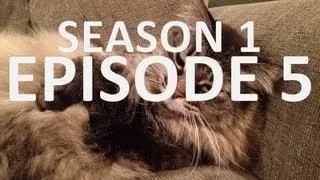 1 Minute Videos Set to Unfitting Music - Season 1: Ep. 5 - My Cat