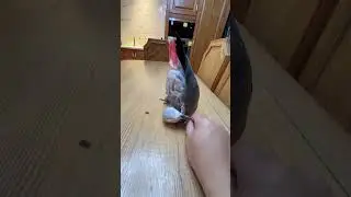 A acrobatic pet bird funny animal