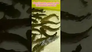 🦈🎏நாட்டு மீன் மதுரைல குறைந்த விலையில் இங்கதான் கிடைக்குதா ? நெல்பேட்டை #madurai #shorts