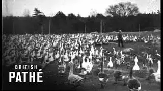 Goose Farm (1930)