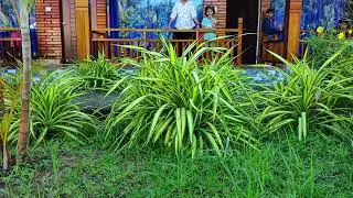 Morning view @ Save green resort Neil island 