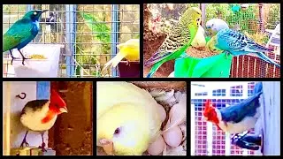 BUDGIES with CHICKENS? Which aviary birds together in outdoor mix bird aviary?