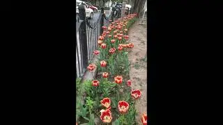Tulips 🌷 in Delhi