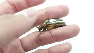 Polyphylla decemlineata