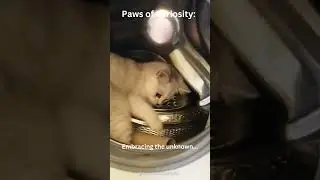 Paws of Curiosity: Unveiling Hidden Treasures #shorts #cat #subscribe