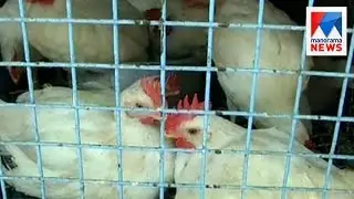 Chicken price increase again in the state  | Manorama News