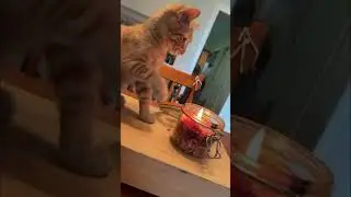 2025's Funniest Cat Videos: Top Funny Pets #shorts #cute animals