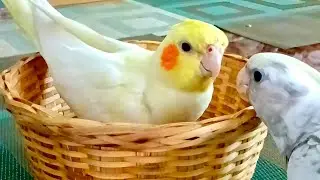 Cockatiels activities|Cute Cockatail #cutecockatiels​ #birds​ #birdlovers​ #viralvideos​#cockatiel​