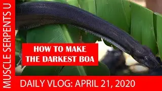 BLACKEST BOAS! April 21, 2020