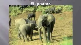 Comparative Animal Nutrition