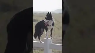 Startled dog #shorts