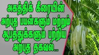 அகத்திக் கீரையின் பயன்களும் ஆபத்துக்களும் எப்படி சாப்பிட வேண்டும் எப்படி சாப்பிடக்கூடாது என்ற தகவல்