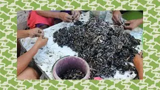 🐟 Como é a ROTINA dos CATADORES de SURURU 🍲 da ILHA de DEUS? Recife - Pernambuco | CATCH AND COOK