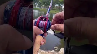 cara stel reel bc aga ga becklis #shorts #fishing #mancing #mancingmantap