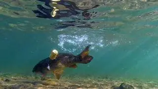 Fishing with a Corn Cob Method Feeder &ndash; Underwater & Aerial Footage!