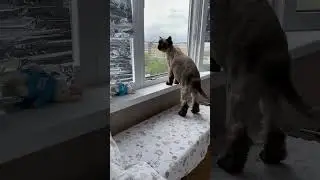 Кот Сэм смотрит за районом 🥰😂#love #любовь #cat #котики #кот #home #shortvideo #shorts #short #Сэм