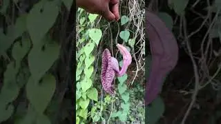 This amazing Duck Flower detox the body in one day. Get your now from Oneloveherbs.com.